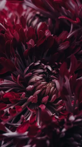 Бордовые Обои на телефон крупный план красного цветка