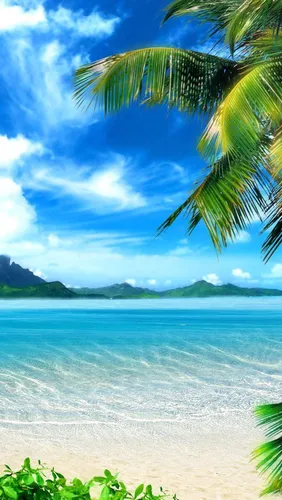 Вода Обои на телефон пальма на пляже
