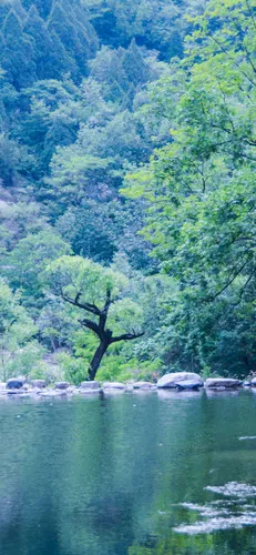 Вода Обои на телефон дерево в озере