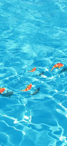 Вода Обои на телефон группа рыб, плавающих в бассейне
