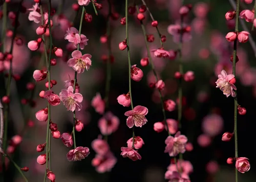 Красивые Картинки Цветы Обои на телефон крупный план розовых цветов