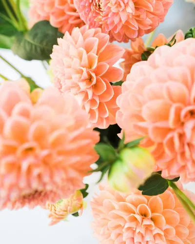 Красивые Картинки Цветы Обои на телефон фто на айфон