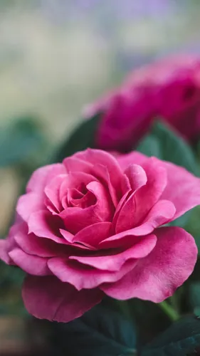 Красивые Картинки Цветы Обои на телефон крупный план розового цветка