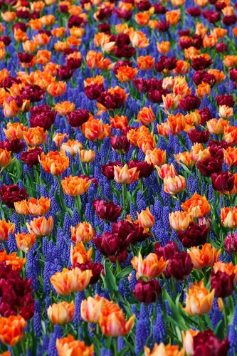 Красивые Картинки Цветы Обои на телефон поле разноцветных цветов