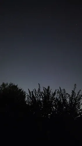 Звездное Небо Обои на телефон деревья под звездным небом