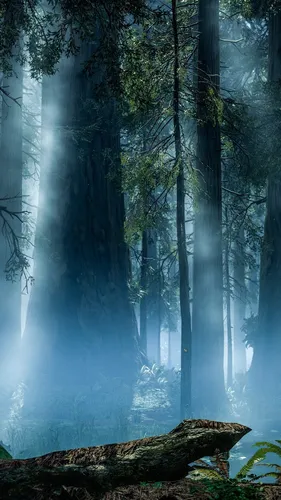 Красивые Лес Обои на телефон лес с туманом