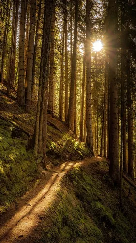 Красивые Лес Обои на телефон грунтовая дорога в лесу