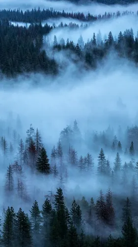 Красивые Лес Обои на телефон туманный лес с деревьями