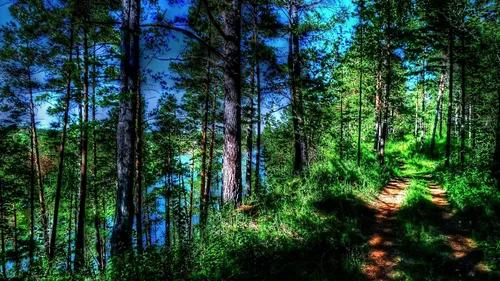 Красивые Лес Обои на телефон грунтовая тропа через лес