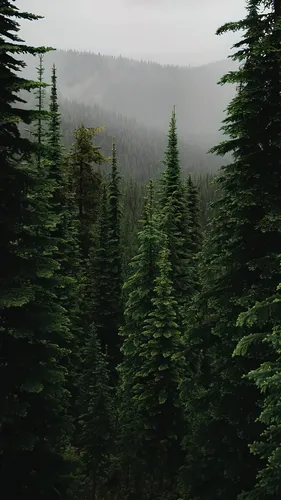 Красивые Лес Обои на телефон лес деревьев