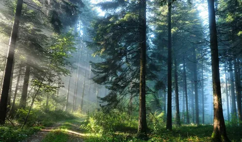 Красивые Лес Обои на телефон лес с деревьями