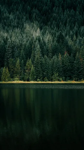 Красивые Лес Обои на телефон озеро с деревьями вокруг него
