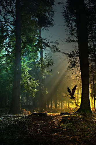 Красивые Лес Обои на телефон человек, идущий по лесу
