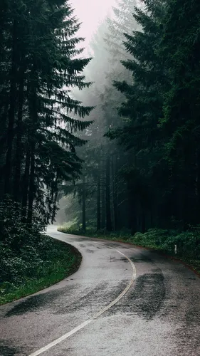 Красивые Лес Обои на телефон дорога с деревьями на обочине