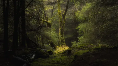 Красивые Лес Обои на телефон лес с мхом и деревьями
