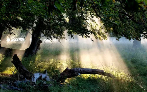 Красивые Лес Обои на телефон дерево с сияющим сквозь него светом