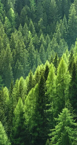 Красивые Лес Обои на телефон вид на лес под большим углом
