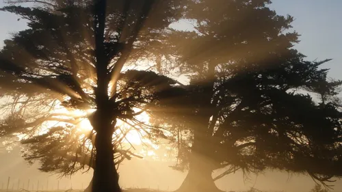 Красивые Лес Обои на телефон группа деревьев с солнцем за ними