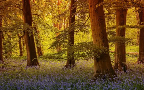 Красивые Лес Обои на телефон лес с голубыми цветами
