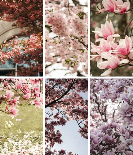 Заставки Обои на телефон группа деревьев с розовыми цветами