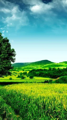 Андроид Обои на телефон травянистое поле с деревьями и холмами на заднем плане