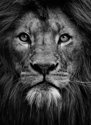Лев На Черном Фоне Обои на телефон крупный план льва