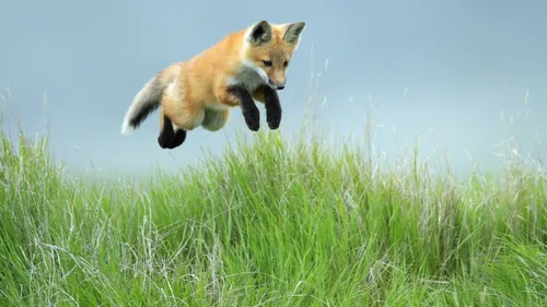 Лиса Обои на телефон лиса прыгает в воздух