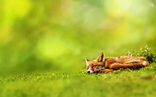 Лиса Обои на телефон лиса, лежащая в траве
