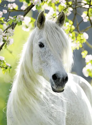 Лошади Обои на телефон белая лошадь с белой гривой