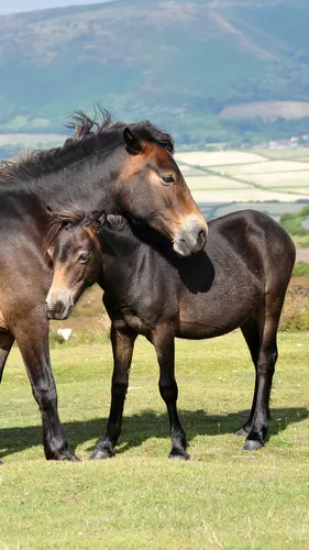 Лошади Обои на телефон пара лошадей стоит в травянистом поле