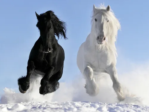 Лошади Обои на телефон пара лошадей бежит по снегу
