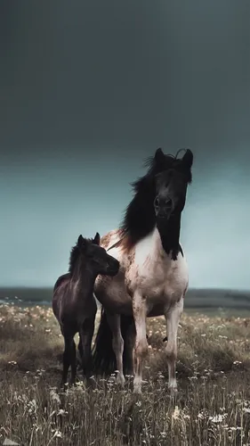 Лошади Обои на телефон пара лошадей, стоящих в поле