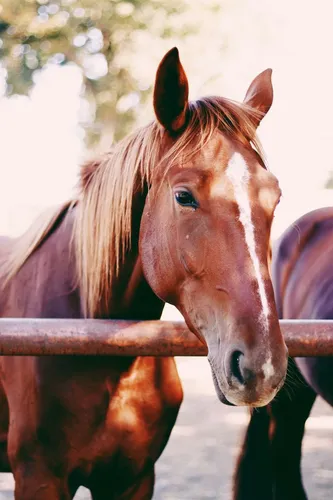 Лошади Обои на телефон коричневая лошадь за забором