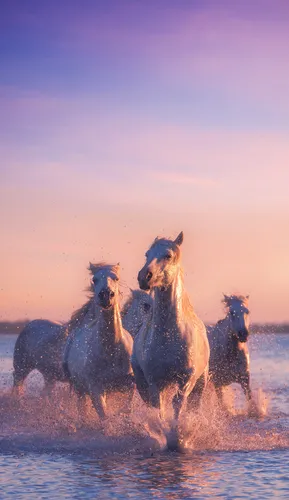 Лошади Обои на телефон группа лошадей, бегущих по воде