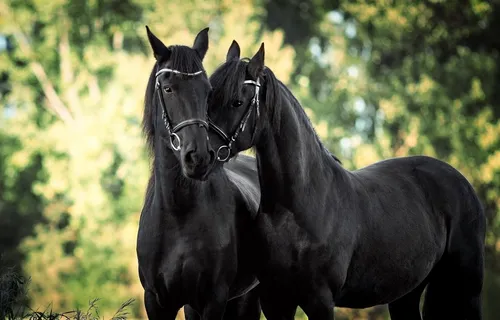 Лошади Обои на телефон пара лошадей, стоящих рядом друг с другом перед деревьями