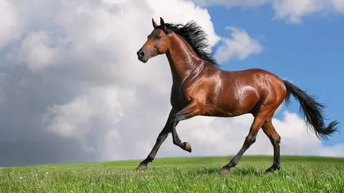 Лошади Обои на телефон лошадь бежит по траве