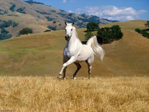 Лошади Обои на телефон белая лошадь бежит по полю