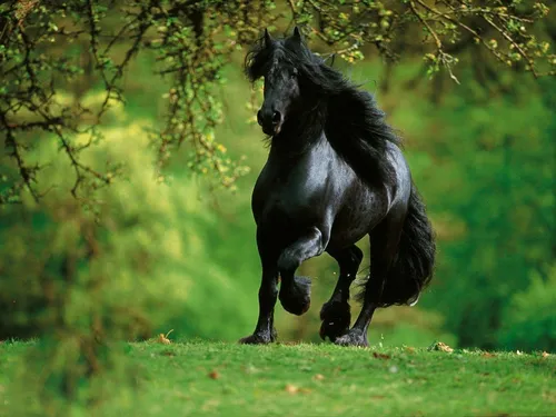 Лошади Обои на телефон черная лошадь бежит по траве