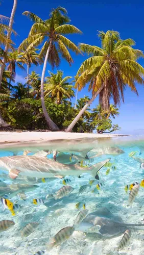 Море Пляж Обои на телефон группа рыб, плавающих в бассейне с пальмами и на пляже