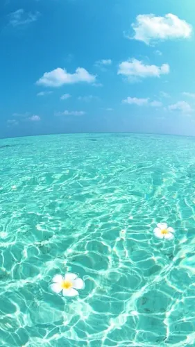 Море Пляж Обои на телефон цветок, плывущий в воде
