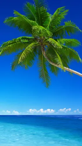 Пальмы Обои на телефон пальма над океаном