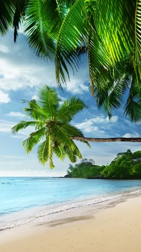 Пальмы Обои на телефон тропический пляж с пальмами