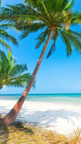 Пальмы Обои на телефон пальма на пляже