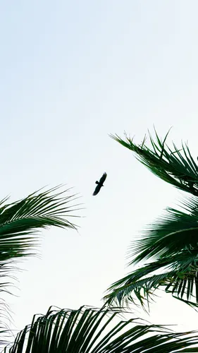 Пальмы Обои на телефон птица, летящая в небе