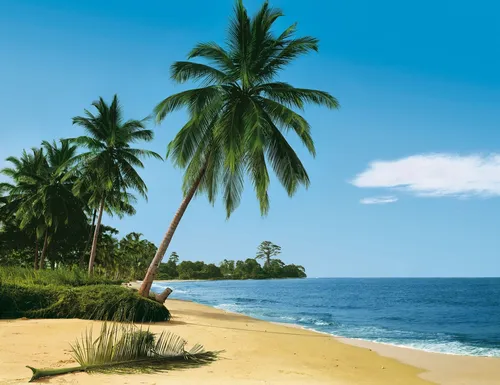 Пальмы Обои на телефон пляж с пальмами и водой
