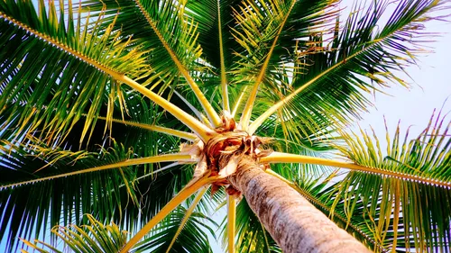 Пальмы Обои на телефон пальма с кокосом