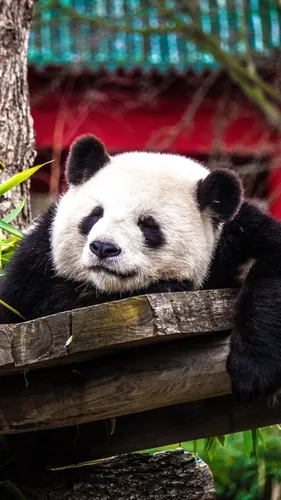 Панда Обои на телефон медведь панда на выставке зоопарка