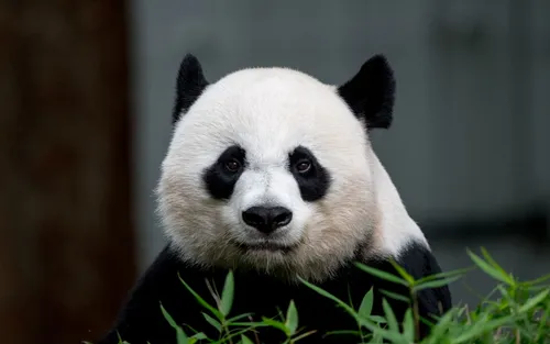 Панда Обои на телефон панда в траве