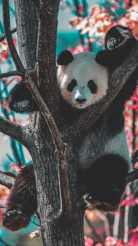 Панда Обои на телефон медведь панда на дереве