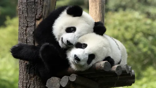 Панда Обои на телефон пара панд на дереве